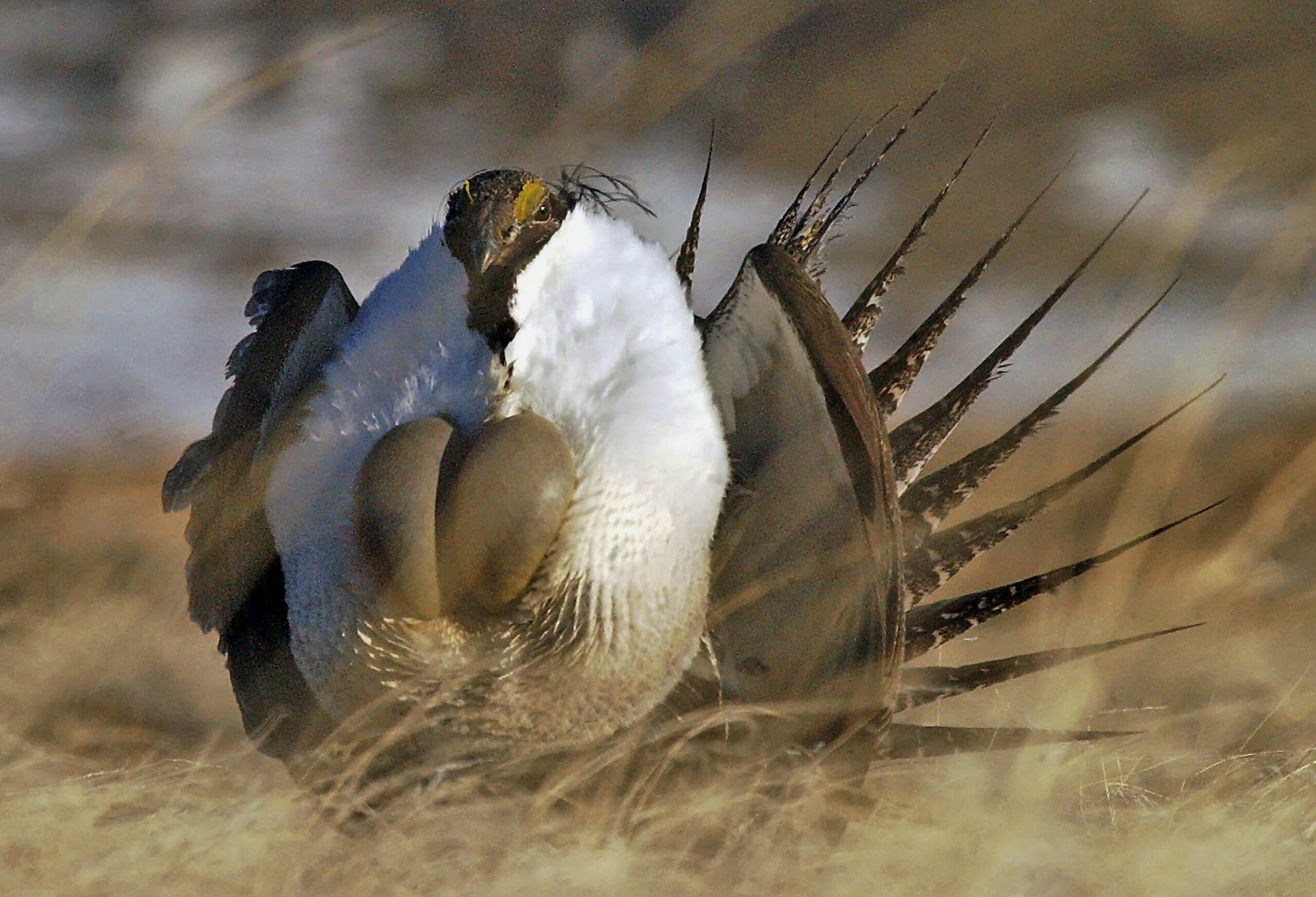 Plans proposed to restore greater sage grouse