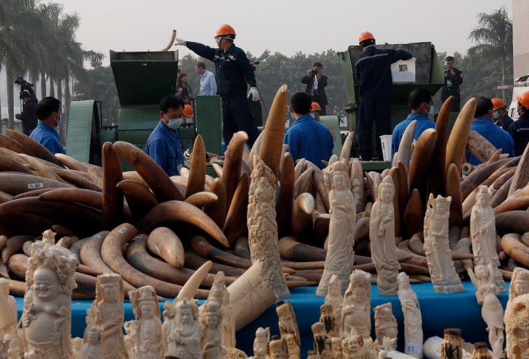 FILE - In this Jan. 6, 2014 file photo, workers destroy illegal ivory in Dongguan, southern Guangdong province, China. Hong Kong will destroy most of its huge stockpile of confiscated illegal ivory in a process that could take up to two years, officials said Thursday, Jan. 23, 2013. The decision comes after similar action by mainland China, the U.S. and the Philippines. (AP Photo/Vincent Yu, File)