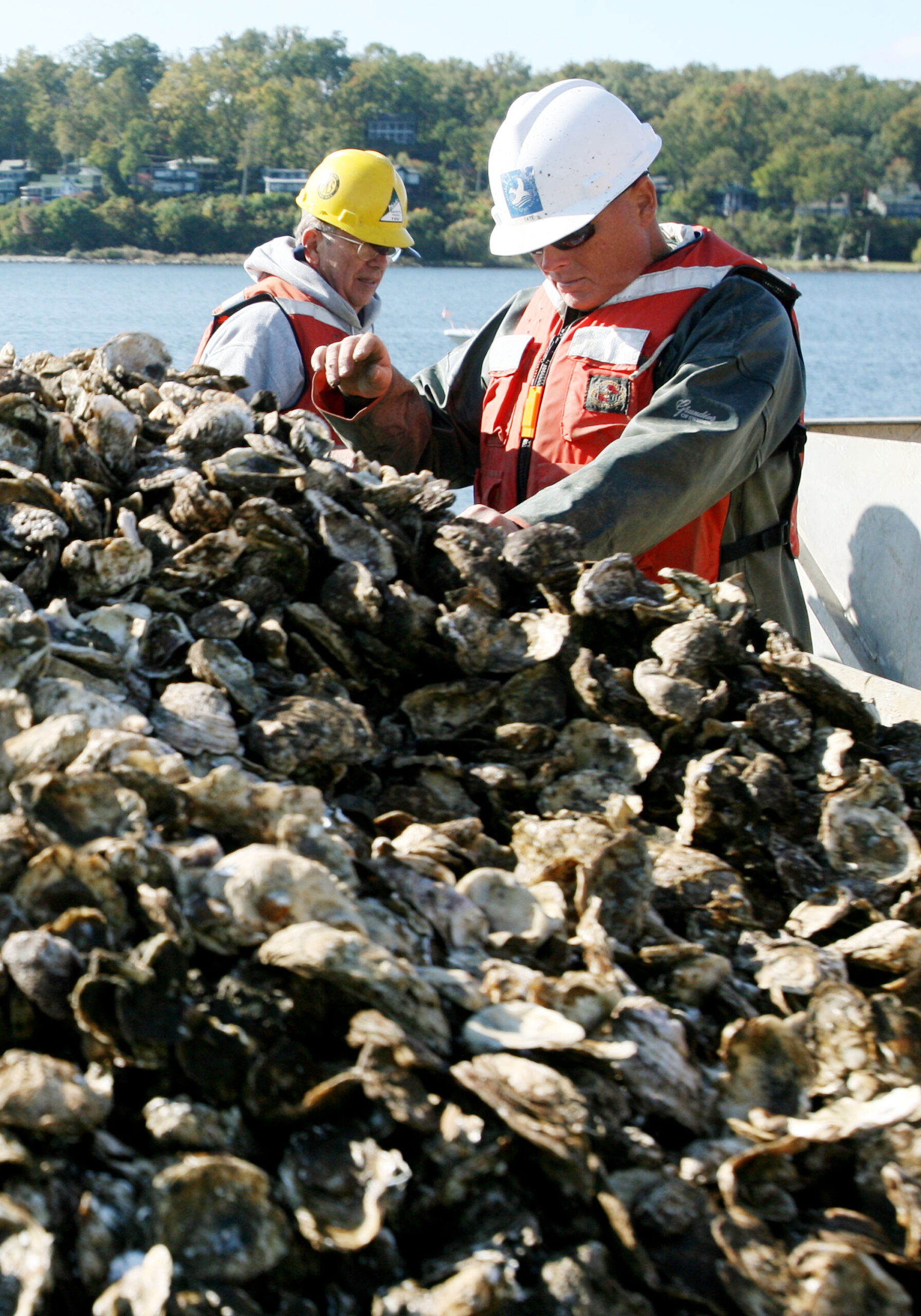 Virginia to start $2 million oyster program for Chesapeake Bay