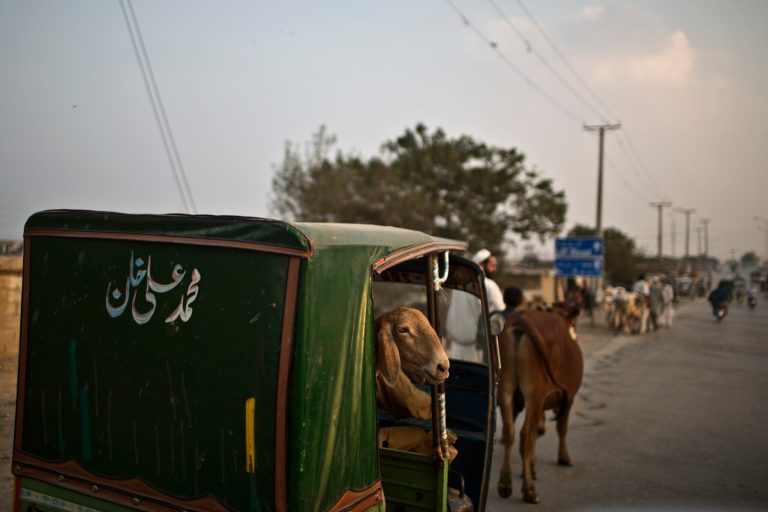 A sheep looks out of a rickshaw after it was bought by a Pakistani man for the Muslim holiday of Eid al-Adha, or 