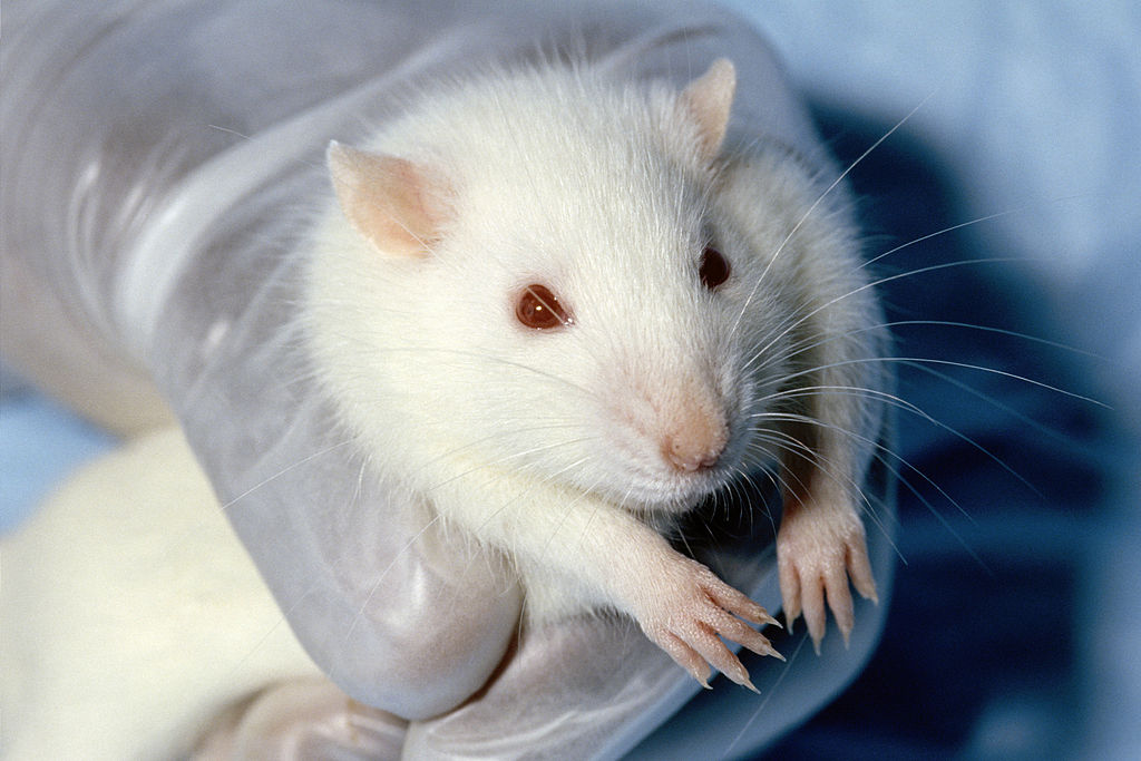 Taxpayers Are Funding Animal Tests for Homemade Abortions