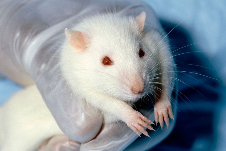 Taxpayers Are Funding Animal Tests for Homemade Abortions