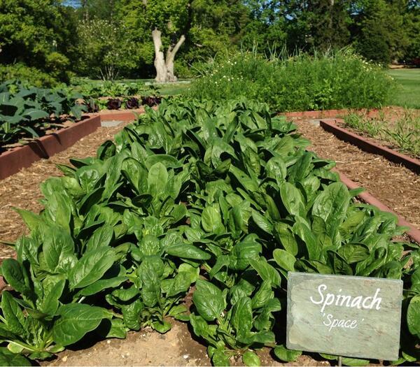This spring's crop of spinach at the White House Kitchen Garden. 