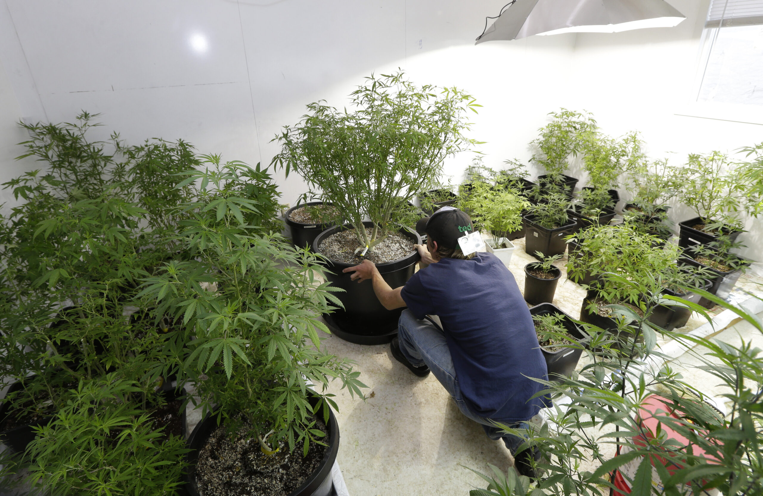 Pot producers add demand on Northwest power grid