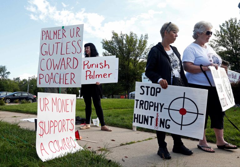 Demonstrators gather outside the dental practice of Walter Palmer, who returned to his practice, Tuesday, Sept. 8, 2015, in Bloomington, Minn. Palmer, after weeks out of the public eye, was the subject of an international uproar after he was identified as the hunter who killed the famous lion Cecil, in Zimbabwe. (AP Photo/Jim Mone)
