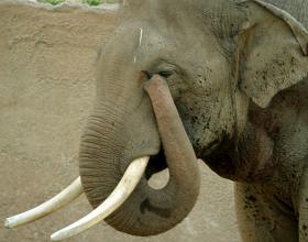 Gingrich to SRLC: Let’s Be the Party of ‘Yes’