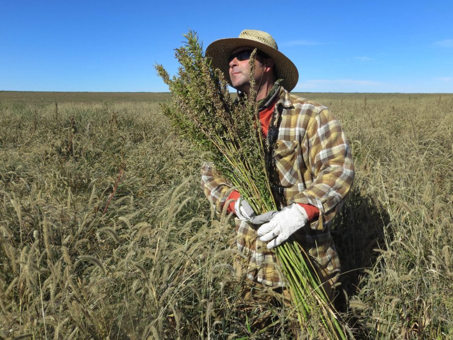 Hemp going legit; some wonder if pot is far behind