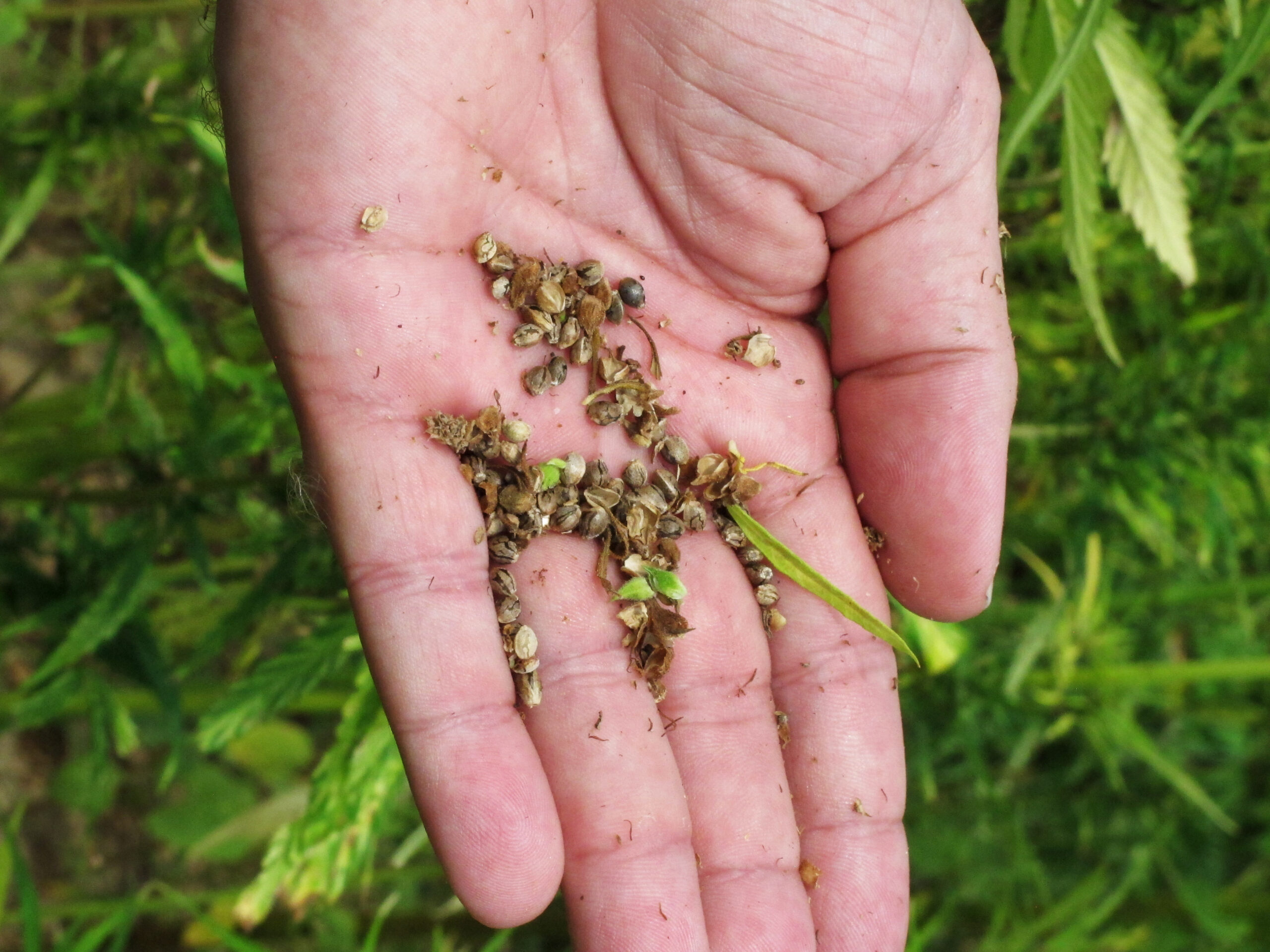 Hemp homecoming: Rebirth sprouts in Kentucky