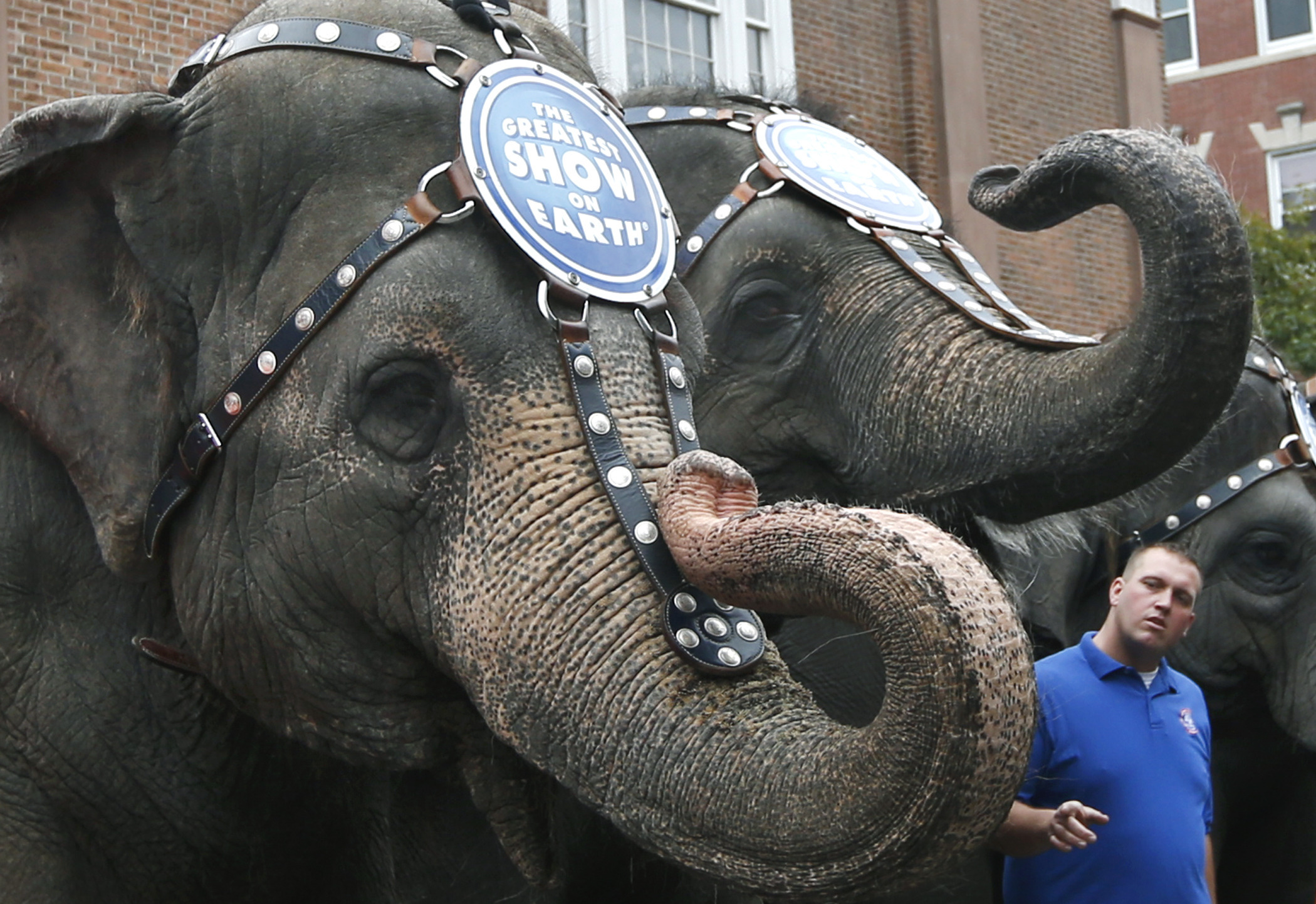 Animal rights groups that paid circus $15.7 million file suit against insurers who cancelled them in 2010