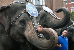 Animal rights groups that paid circus $15.7 million file suit against insurers who cancelled them in 2010