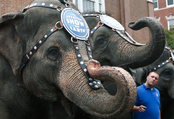 Animal rights groups that paid circus $15.7 million file suit against insurers who cancelled them in 2010