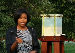 Easter Egg Roll will buzz with bee talk