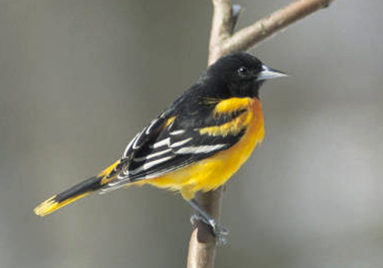 This undated handout photo provided by the US Fish and Wildlife Service shows a male Baltimore oriole. As the world warms, the Baltimore oriole will not be found in Maryland in 2080, the Mississippi kite will move north, east and pretty much out of its namesake state, and the California gull will mostly be a summer stranger to the Golden State, a new National Audubon Society report finds. (AP Photo/David Brezinski, US Fish and Wildlife Service)