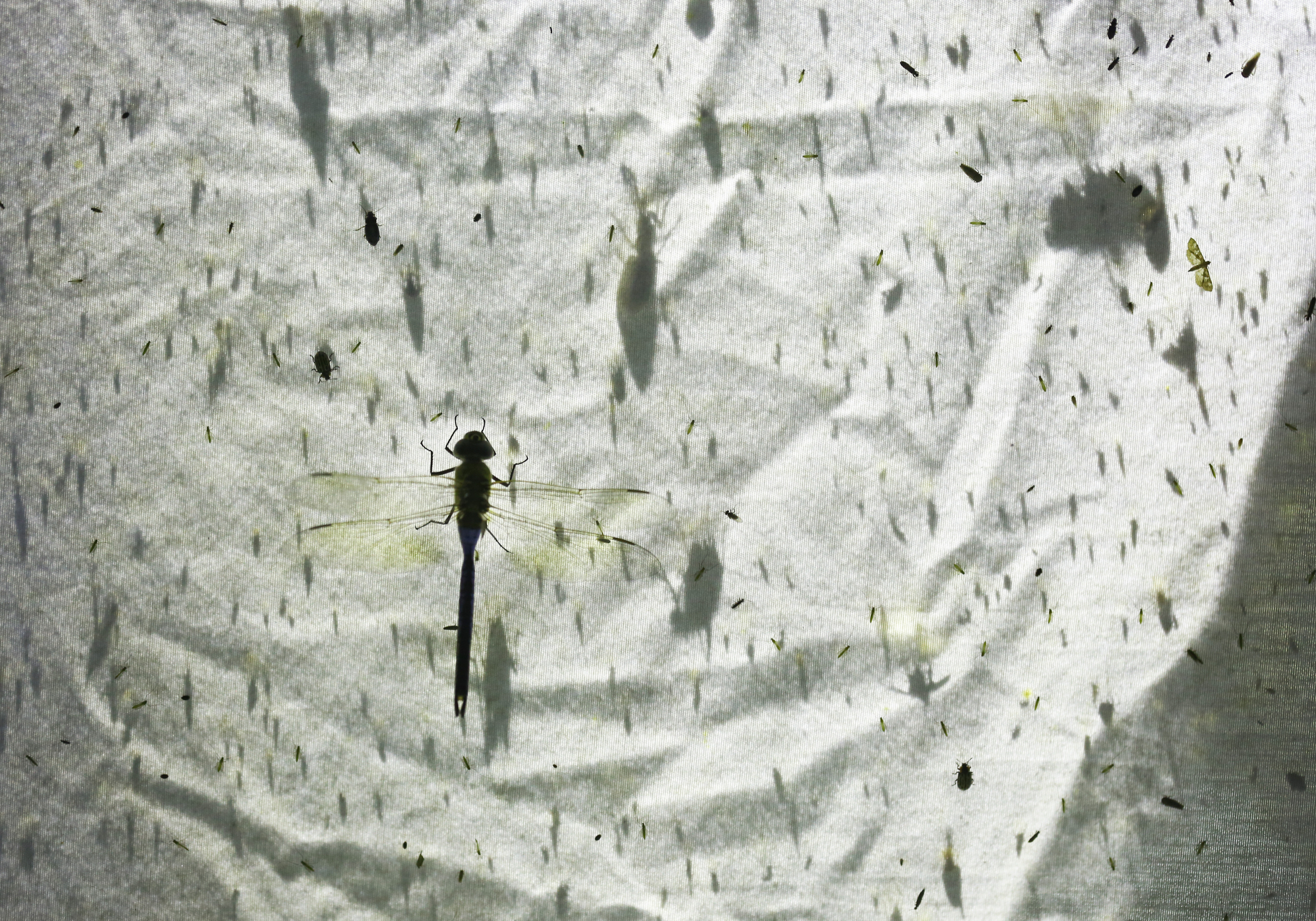 Government studying how bugs react when lights are turned on