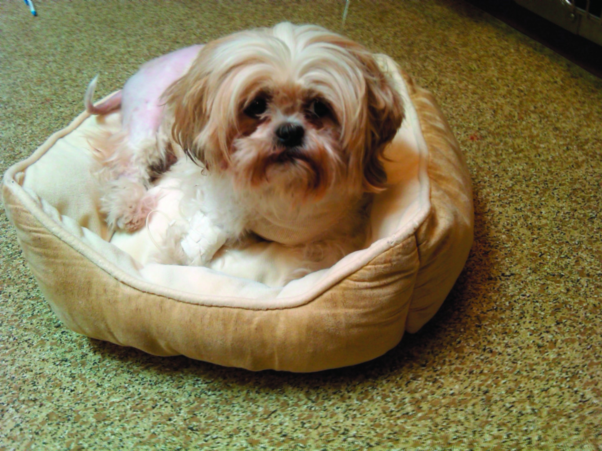 Dog stabbed seven times in Southeast D.C.