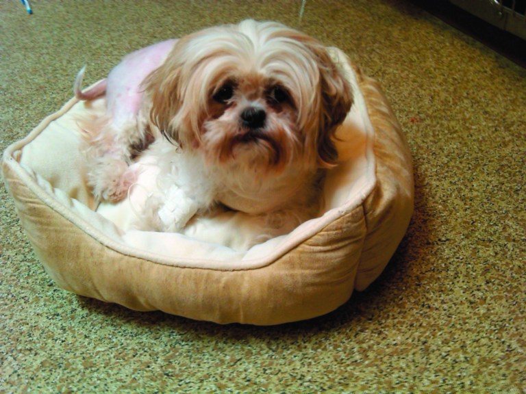 Dog stabbed seven times in Southeast D.C.