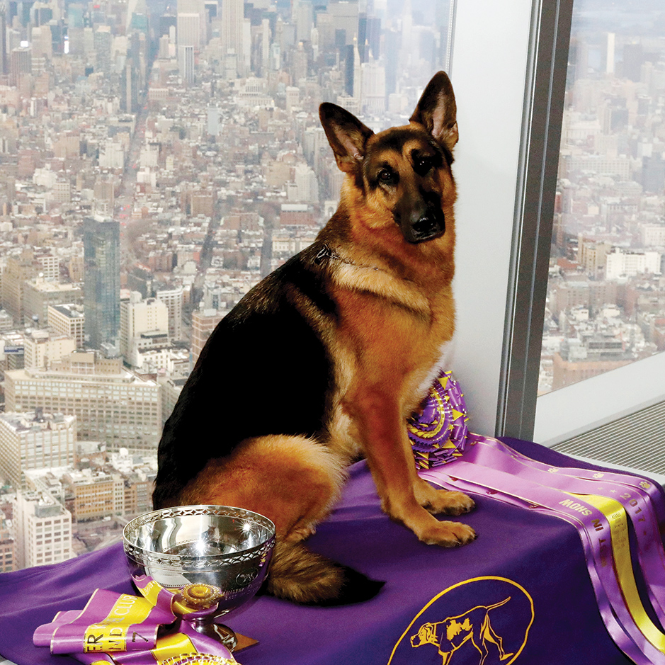 The United States of Dogs