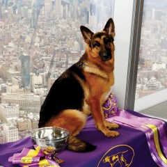 The United States of Dogs