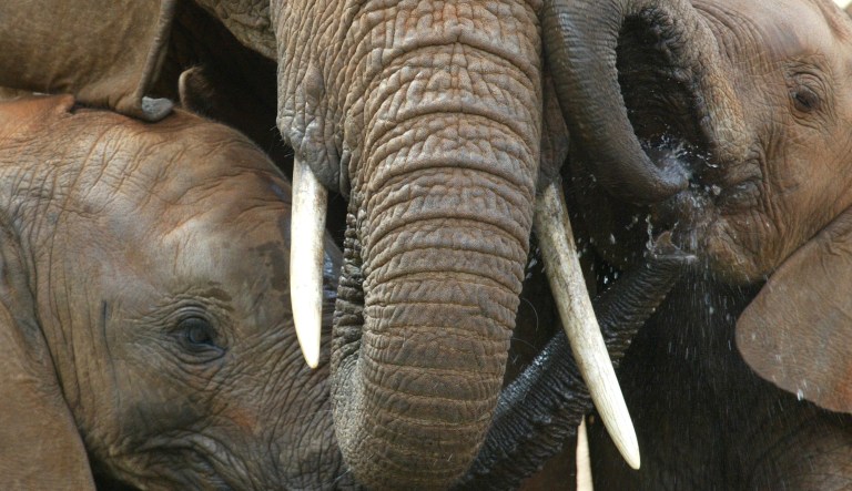An Interior Department advisory council the secretary, Ryan Zinke, is setting up looks to go beyond just elephants and could allow big game hunters to import trophies for other big game animals like lions. (AP Photo/Karel Prinsloo)