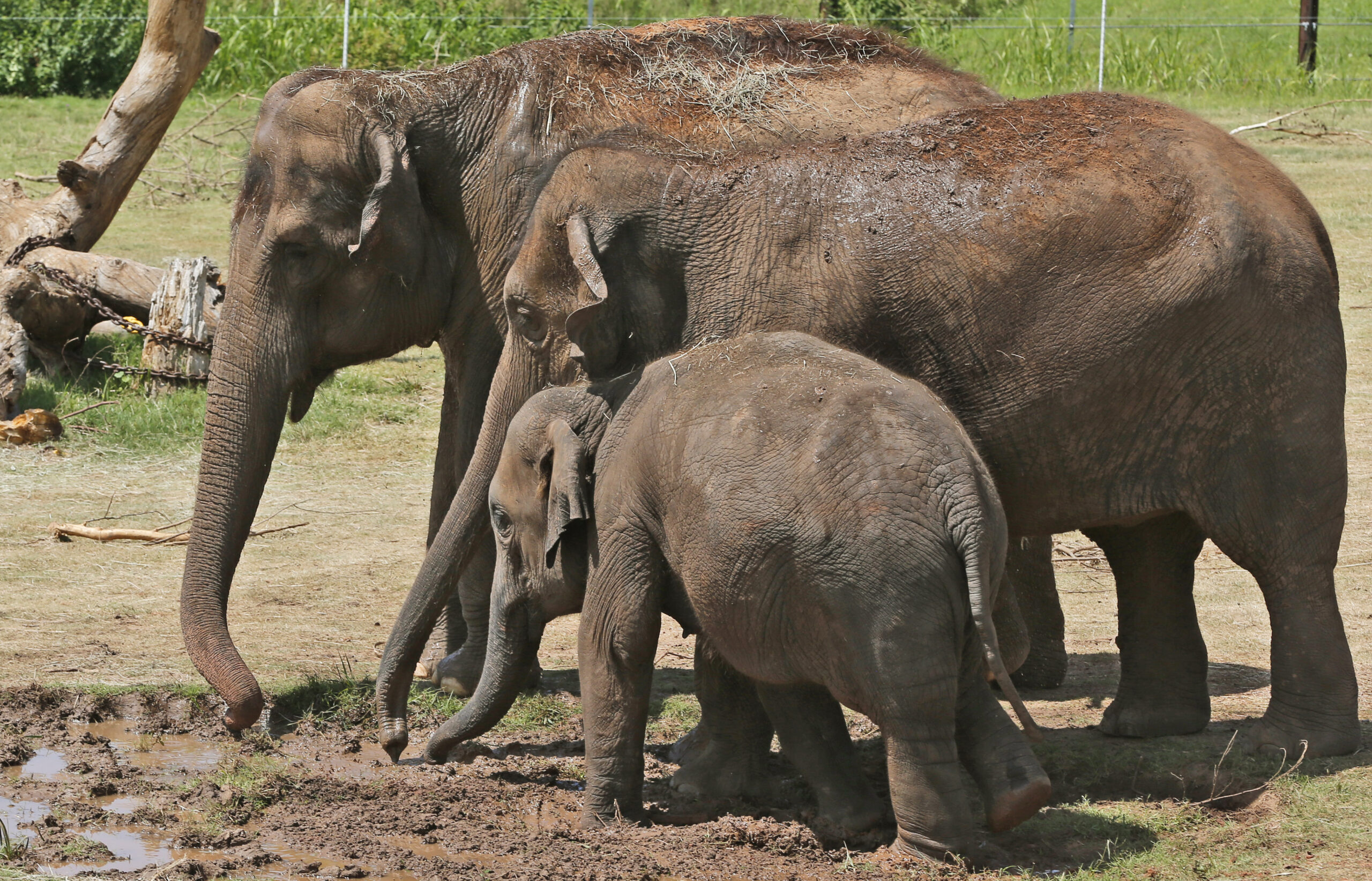 Obama tells Kenya the U.S. is cracking down on ivory trade