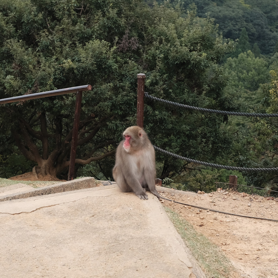Monkeys Seen