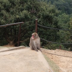 Monkeys Seen