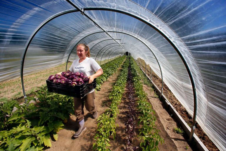 In this Friday, Sept. 12, 2014 photo, Angie Trombley carries a crate of Islanders, purple-colored heirloom peppers, grown in a caterpillar-style greenhouse at the Squire Tarbox Farm on Westport Island, Maine. The farm received a loan for the greenhouse through a national movement called Slow Money, which links investors with entrepreneurs to build local food systems and economies. (AP Photo/Robert F. Bukaty)
