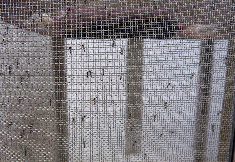 A recent study looked at 50 cities where they know the mosquito Aedes aegypti resides. The mosquito is the primary carrier of Zika. (AP Photo)