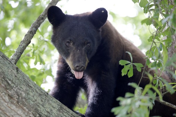 WATCH: Man wrestles bear to save wife and dogs