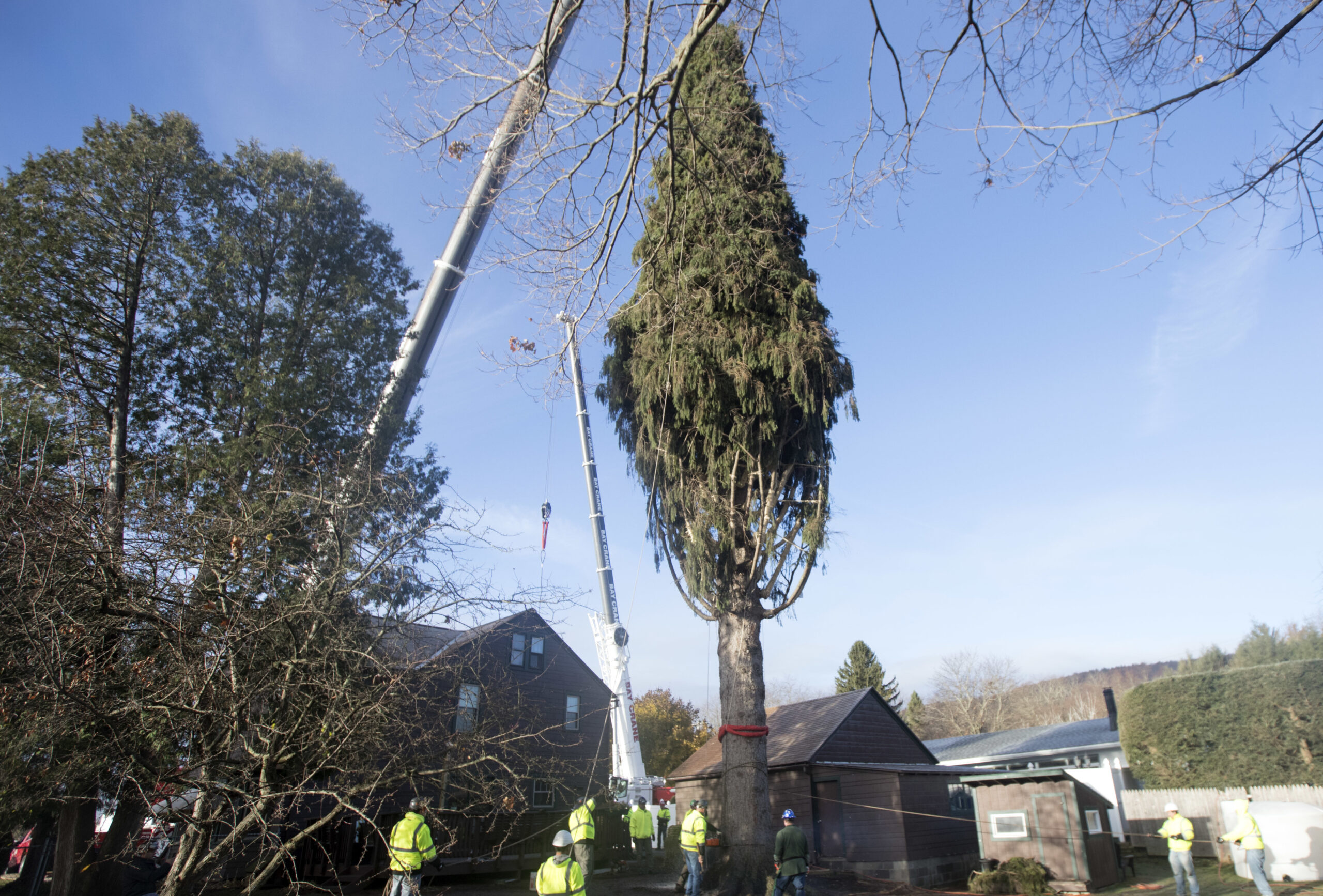 City official resigns after tree from public park cut down for Trump rally