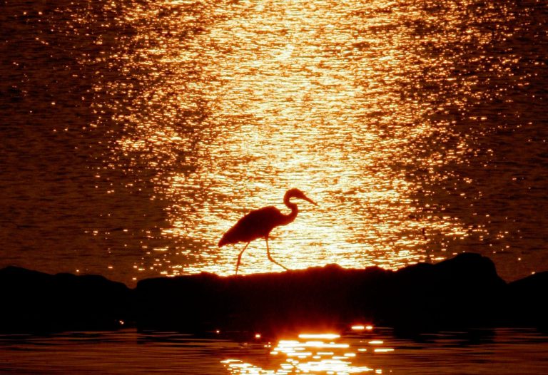 Prince George?s strategies could affect farms, septic systems, and wastewater treatment facilities in an effort to reduce harmful pollutants ? such as nitrogen, phosphorous and sediments Â­? from seeping into the Bay.
