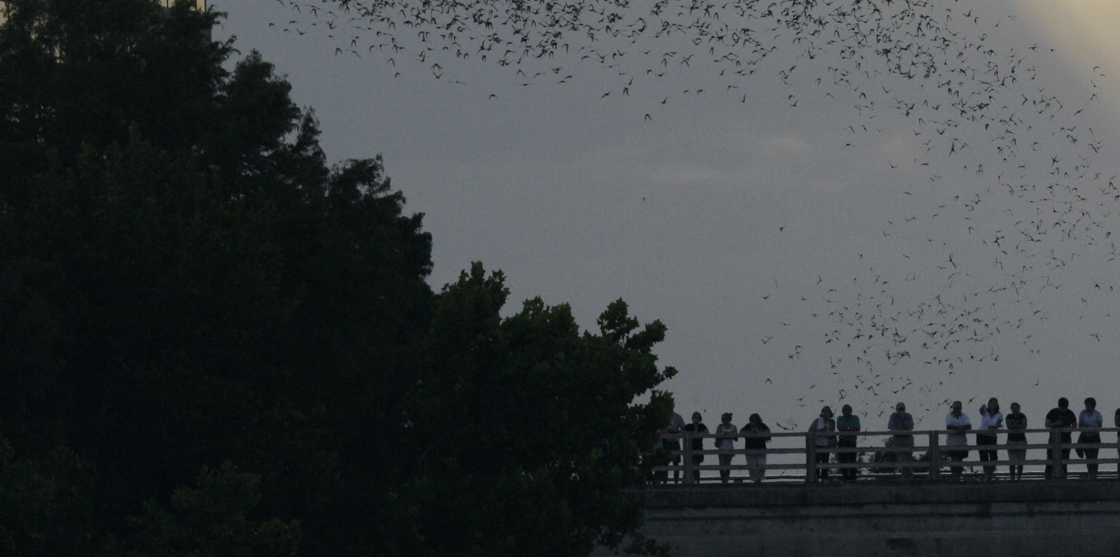 ‘It doesn’t speak Chinese’: NBC reporter says coronavirus ‘a bat virus, not a China virus’