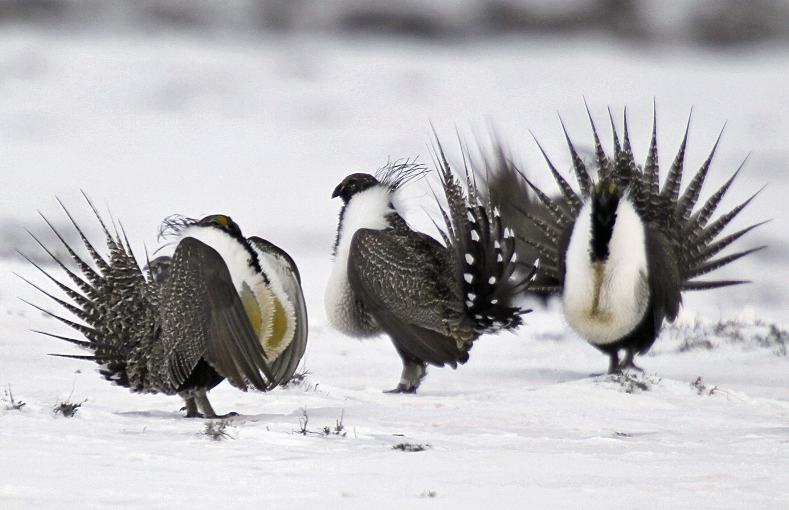 Zinke orders review of sage grouse protection program