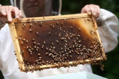 First-ever White House beekeeper retires