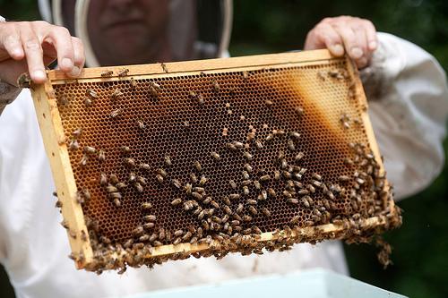 First-ever White House beekeeper retires