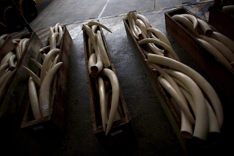 Ivory tusks seized by Hong Kong customs officials are displayed during a press conference on August 7, 2013 in Hong Kong. Customs officials at the Kwai Chung cargo examination compound seized the HK$41 million haul containing 1,120 ivory tusks, 13 rhino horns and five pieces of leopard skin after searching a container declared as wood from Nigeria. (Photo by Lam Yik Fei/Getty Images)