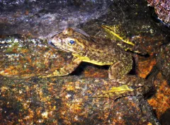 Big leap forward for recovery of endangered frog