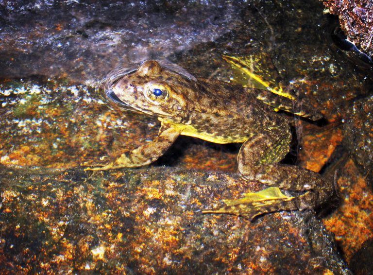 FILE - This Aug. 10, 2013 file photo shows a rare mountain yellow-legged frog in an alpine lake in Kings Canyon National Park, in California's Sierra Nevada. The recovery of the endangered Southern California frog took a big leap forward after federal officials agreed to develop a recovery plan for the endangered amphibian.   (AP Photo/Brian Melley, File)