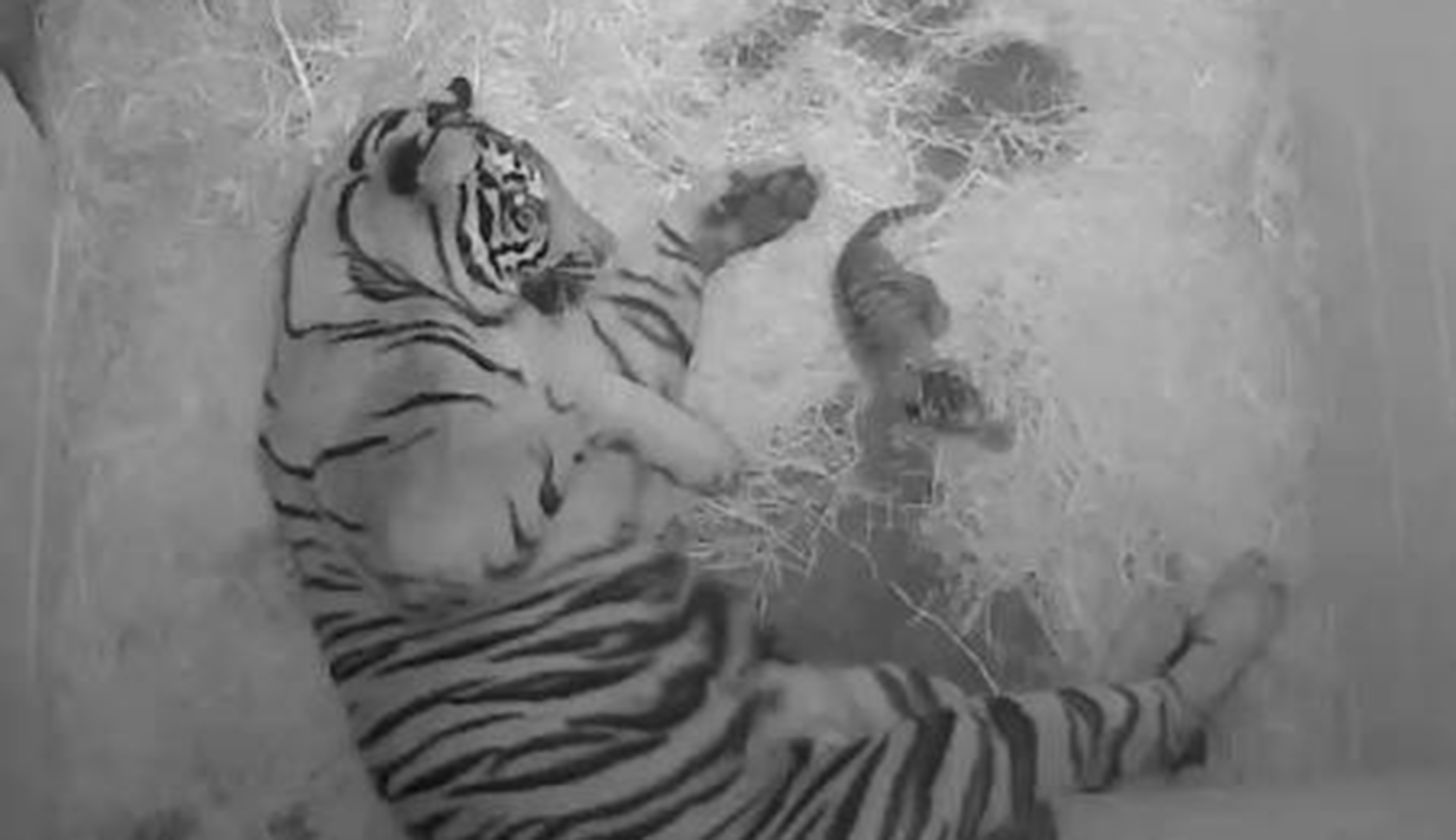 National Zoo welcomes birth of tiger cub
