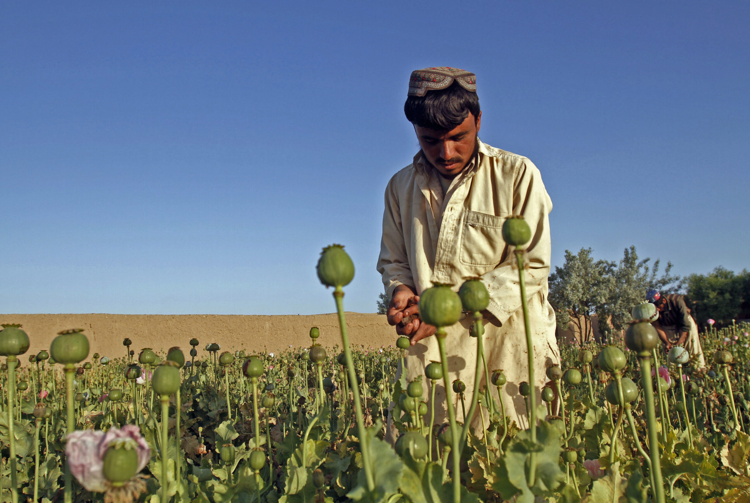 Afghanistan, Mexico designated as major drug hubs