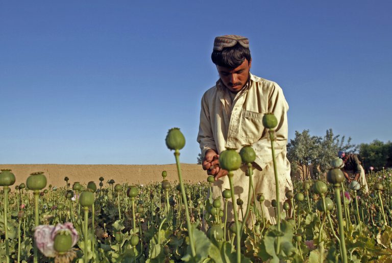 Afghan farmers collect raw opium as they work in a poppy field in the Zhari district of Kandahar, South of Kabul, Afghanistan. President Obama designated Afghanistan as one of 22Â 