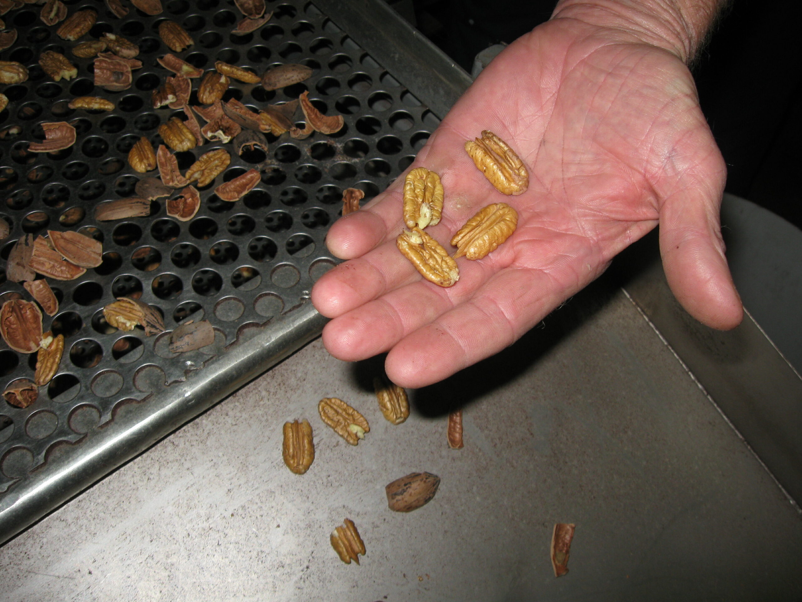 Labor Dept. sues church that made kids harvest pecans
