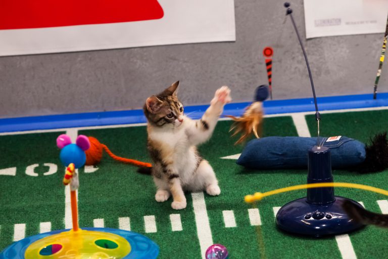 File-This undated publicity file photo provided by Animal Planet shows the Kitty half time show during 