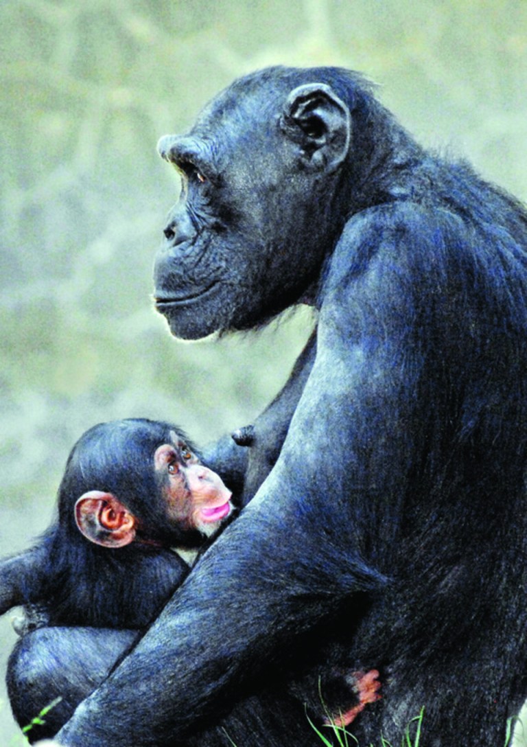 FILE - In this file photo provided Thursday May 17, 2012, by the Los Angeles Zoo shows a baby chimp, born March 6, seated with its mother, Gracie, at the zoo in Los Angeles. Officials at the Los Angeles Zoo say the baby chimpanzee was killed by an adult male chimpanzee inside their exhibit as visitors watched. A zoo spokesman, said in a statement that visitors told zoo officials the 3-month-old infant chimp who had not yet been named was attacked in her habitat by the adult male on Tuesday.(AP Photo/Los Angeles Zoo,File)