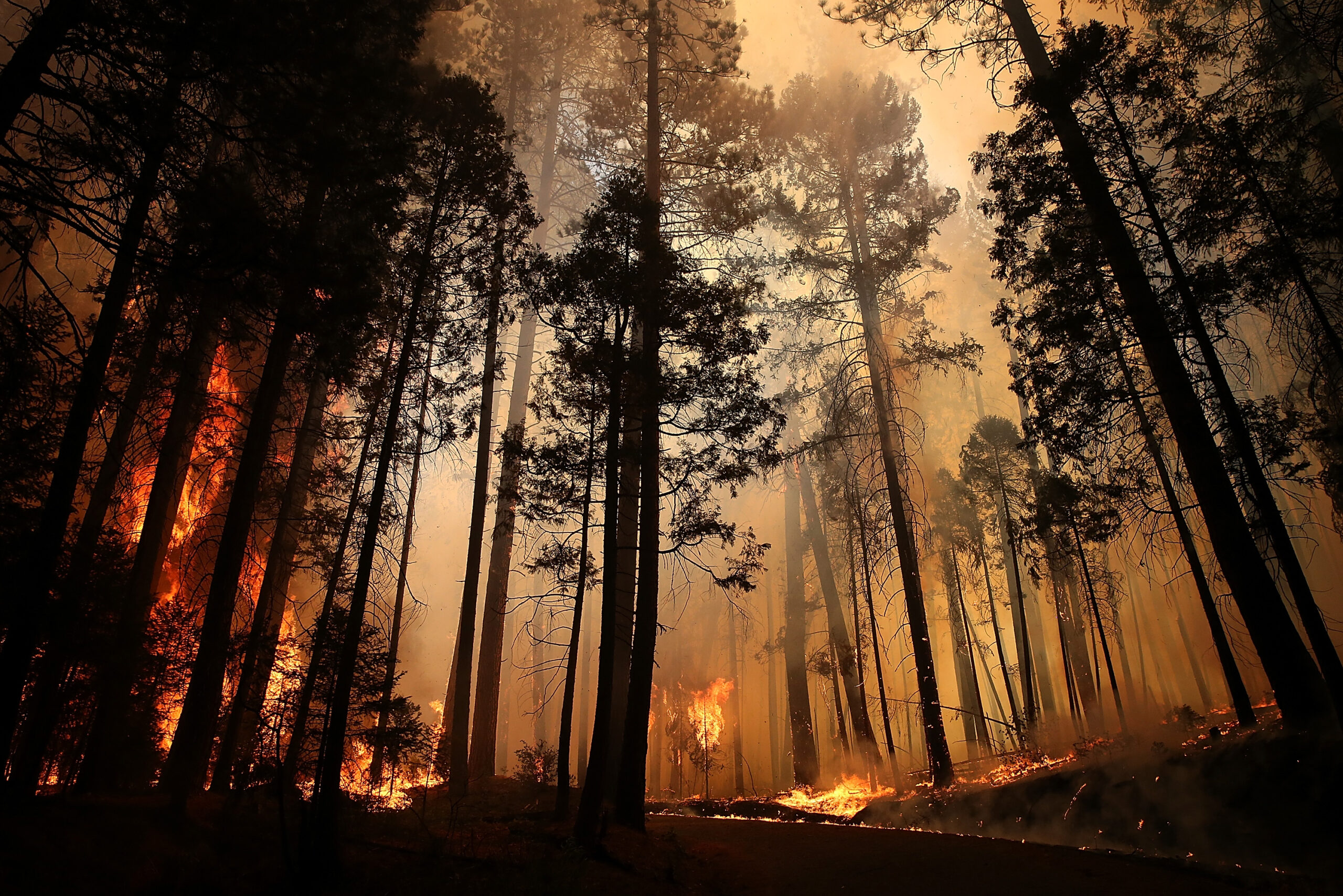 Fraud, evidence tampering allegations rekindle California forest fire case