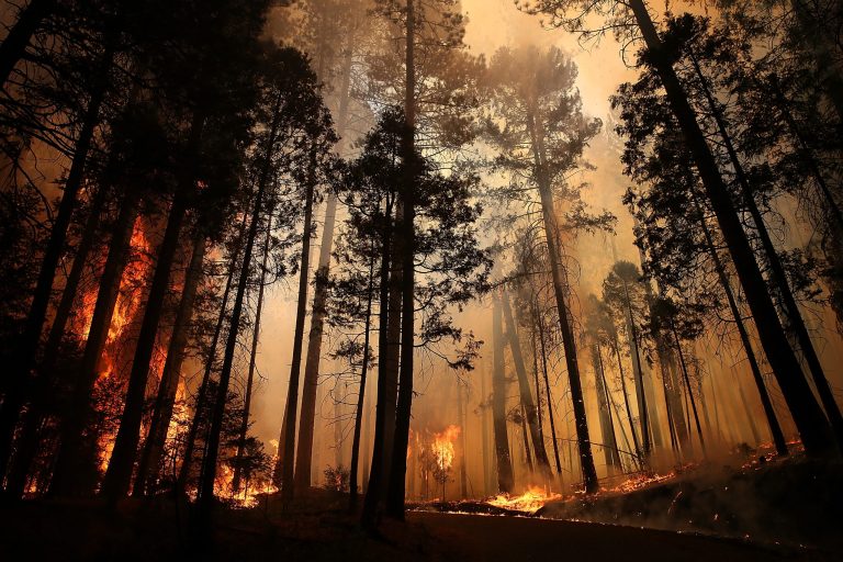 Flames from the Rim Fire consume trees on August 25, 2013 near Groveland, California. (Photo by Justin Sullivan/Getty images)