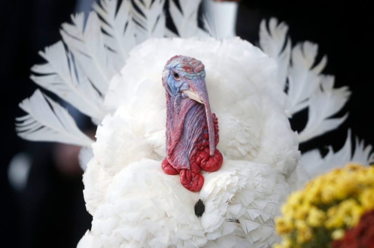Popcorn, the National Thanksgiving Turkey, from Badger, Minn., stands on the North Portico at the White House in Washington, before being pardoned by President Barack Obama, Wednesday, Nov. 27, 2013. This is the 66th anniversary of the National Thanksgiving Turkey presentation by the President. (AP Photo/Charles Dharapak)