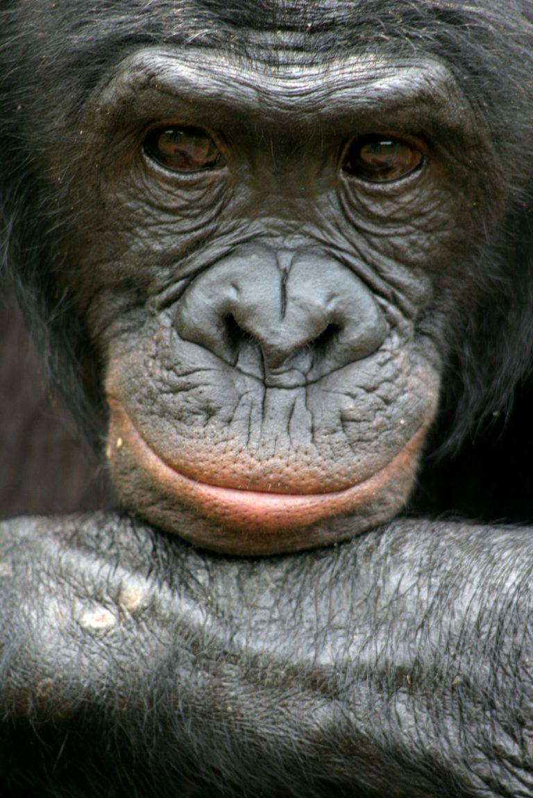  This undated handout photo provided by Friends of Bonobos shows Mikeno in the Congo. Behold the bonobo, our ape cousin that's kinder and gentler than the chimp or, well, us. Now scientists have mapped the bonobo DNA, and some researchers say that may eventually reveal secrets about how the darker side of our nature evolved. Scientists have found that we are as close genetically to the peaceful but little known bonobo as we are to the more violent and better understood chimpanzee. It's as if they are sisters and we are cousins, related to them both equally, sharing some traits with just bonobos and other characteristics with just chimps. (AP Photo/Vanessa Woods, Duke University)  