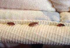 Bed bugs take a bite out of Montgomery County fire stations