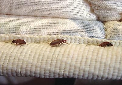 Two Montgomery County fire stations were discovered to have bed bug infestations in the last six weeks and will complete a three-part extermination treatment.-Orkin LLC